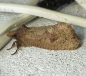 Acrolophus sp. 2 (Lepidoptera, Tineidae) - Bioexploradores