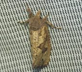 Acrolophus sp. 3 (Lepidoptera, Tineidae) - Bioexploradores