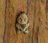 Clepsis sp. 1 (Lepidoptera, Tortricidae) - Bioexploradores