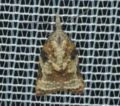 Platynota sp. 1 Platynota sp. 1 (Lepidoptera, Tortricidae) - Bioexploradores