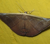 Polla sp. (Lepidoptera, Geometridae) - Bioexploradores
