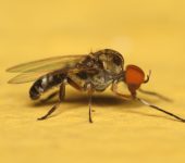 Mosca negra / Simulium sp. 1 (Diptera, Simuliidae) - Bioexplorad