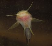 Capit.n / Astroblepus sp. (Siluriformes, Astroblepidae) - Bioexp