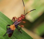 Compsocryptus sp. (Hymenoptera, Ichneumonidae) - Bioexploradores