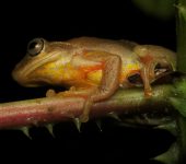 Rana de charco / Dendropsophus sp. (Anura, Hylidae) - Bioexplora