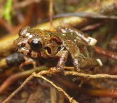 Rana de lluvia / Pristimantis sp. 2 (Anura, Strabomantidae) - Bi