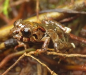 Rana de lluvia / Pristimantis sp. 2 (Anura, Strabomantidae) - Bi