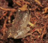 Rana de lluvia / Pristimantis sp. 4 (Anura, Strabomantidae) - Bi