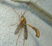 Enicospilus sp. (Hymenoptera, Ichneumonidae) - Bioexploradores