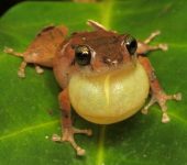 Rana de lluvia / Pristimantis sp. 5 (Anura, Strabomantidae) - Bi