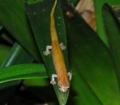 Salamandra / Bolitoglossa sp. 1 (Caudata, Plethodontidae) - Bioe