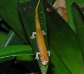 Salamandra / Bolitoglossa sp. 1 (Caudata, Plethodontidae) - Bioe
