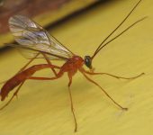 Netelia sp. (Hymenoptera, Ichneumonidae) - Bioexploradores