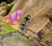 Hoplomutilla sp. Hoplomutilla sp. (Hymenoptera, Mutillidae) - Bioexploradores
