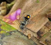 Hoplomutilla sp. Hoplomutilla sp. (Hymenoptera, Mutillidae) - Bioexploradores