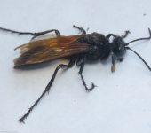 Sphex sp. (Hymenoptera, Sphecidae) - Bioexploradores