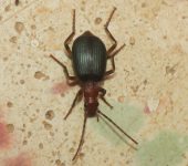 Escarabajo bombardero / Brachinus sp. (Coleoptera, Carabidae) -