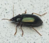 Notiobia sp. 2 (Coleoptera, Carabidae) - Bioexploradores