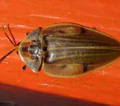 Luci.rnaga tropical / Aspisoma sp. (Coleoptera, Lampyridae) - Bi