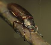 Acropteron sp. (Coleoptera, Tenebrionidae) - Bioexploradores