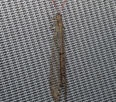 Eremoleon sp. Eremoleon sp. (Neuroptera, Myrmeleontidae) - Bioexploradores