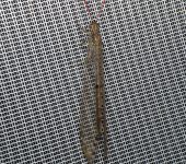 Eremoleon sp. (Neuroptera, Myrmeleontidae) - Bioexploradores