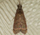 Smicridea sp. 3 Smicridea sp. 3 (Trichoptera, Hydropsychidae) - Bioexploradores