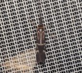 Phylloicus elegans Phylloicus elegans (Trichoptera, Calamoceratidae) - Bioexplorado