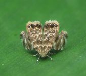 Brenthia sp. Brenthia sp. (Lepidoptera, Choreutidae) - Bioexploradores