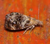 Tebenna sp. Tebenna sp. (Lepidoptera, Choreutidae) - Bioexploradores