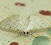 Neurophyseta sp. 2 (Lepidoptera, Crambidae) - Bioexploradores