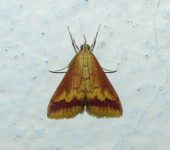 Hyalorista sp. (Lepidoptera, Crambidae) - Bioexploradores