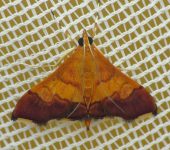 Pyrausta sp. 1 (Lepidoptera, Crambidae) - Bioexploradores