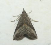 Hypena degesalis (Lepidoptera, Erebidae) - Bioexploradores