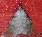 Sarsina sp. (Lepidoptera, Erebidae) - Bioexploradores