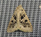 Herminodes atrosignata (Lepidoptera, Erebidae) - Bioexploradores