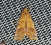 Anomis sp. 2 (Lepidoptera, Erebidae) - Bioexploradores
