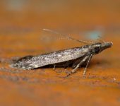 Dichomeris sp. (Lepidoptera, Gelechiidae) - Bioexploradores