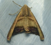 Polilla triangular / Pero sp. 4 (Lepidoptera, Geometridae) - Bio