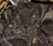 Murci.lago de cola corta / Carollia sp. (Chiroptera, Phyllostomi