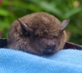 Murci.lago pardo / Eptesicus sp. (Chiroptera, Vespertilionidae)