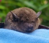 Murci.lago pardo / Eptesicus sp. (Chiroptera, Vespertilionidae)