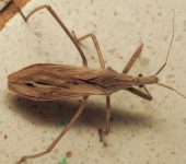 Stenopoda sp. (Hemiptera, Reduviidae) - Bioexploradores