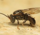 Tierrera / Partamona sp. (Hymenoptera, Apidae) - Bioexploradores