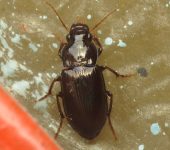 Notiobia sp. 1 (Coleoptera, Carabidae) - Bioexploradores