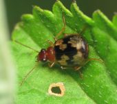 Lebia sp. 2 (Coleoptera, Carabidae) - Bioexploradores