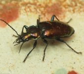 Dyscolus sp. 1 (Coleoptera, Carabidae) - Bioexploradores