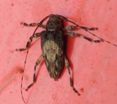 Nealcidion sp. (Coleoptera, Cerambycidae) - Bioexploradores