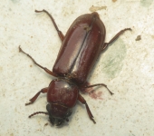 Parandra sp. (Coleoptera, Cerambycidae) - Bioexploradores