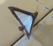 Polilla de las calabazas / Diaphania sp. 5 (Lepidoptera, Crambid
